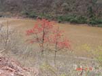red river and red tree